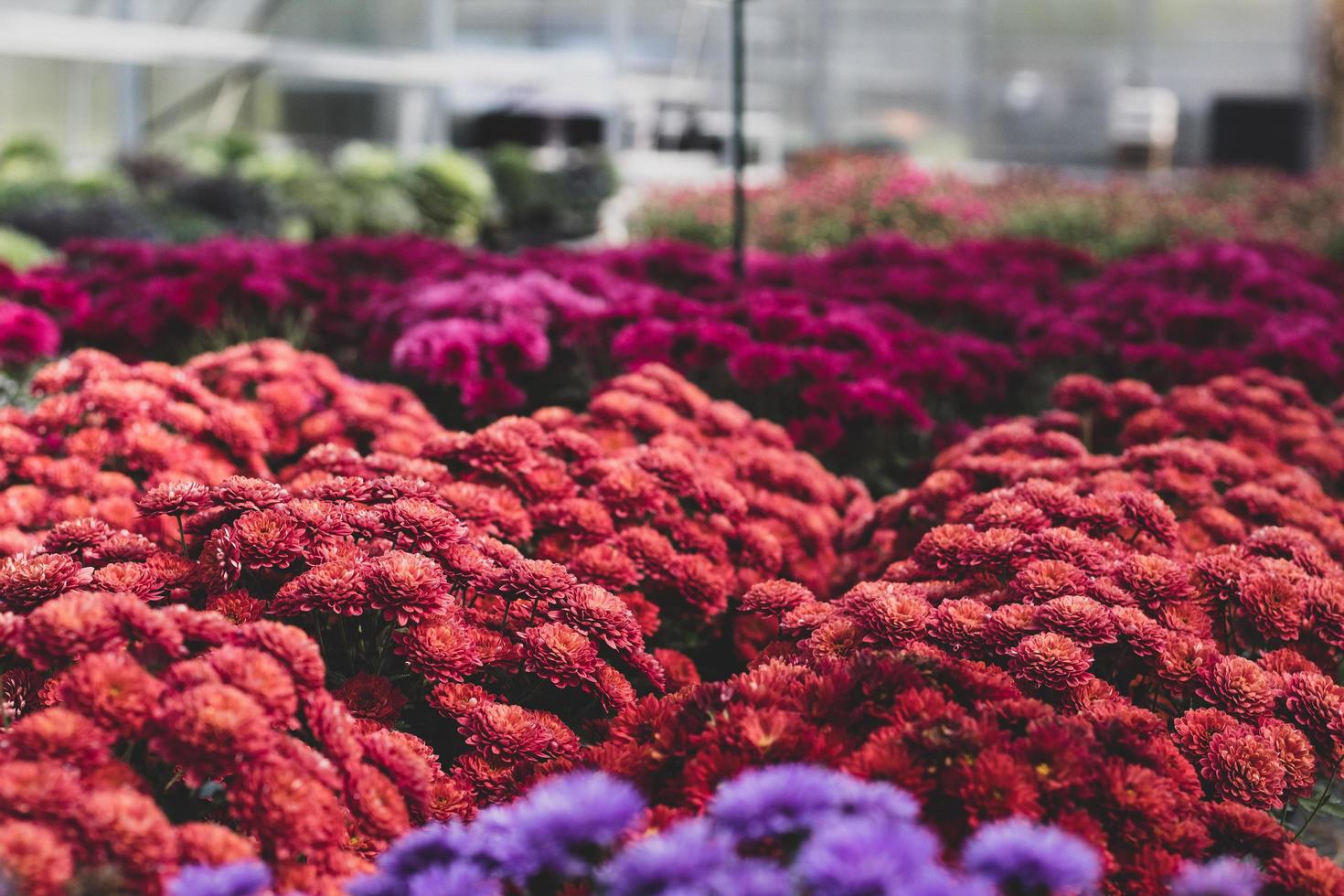 Colorful bunches of dahlias photo