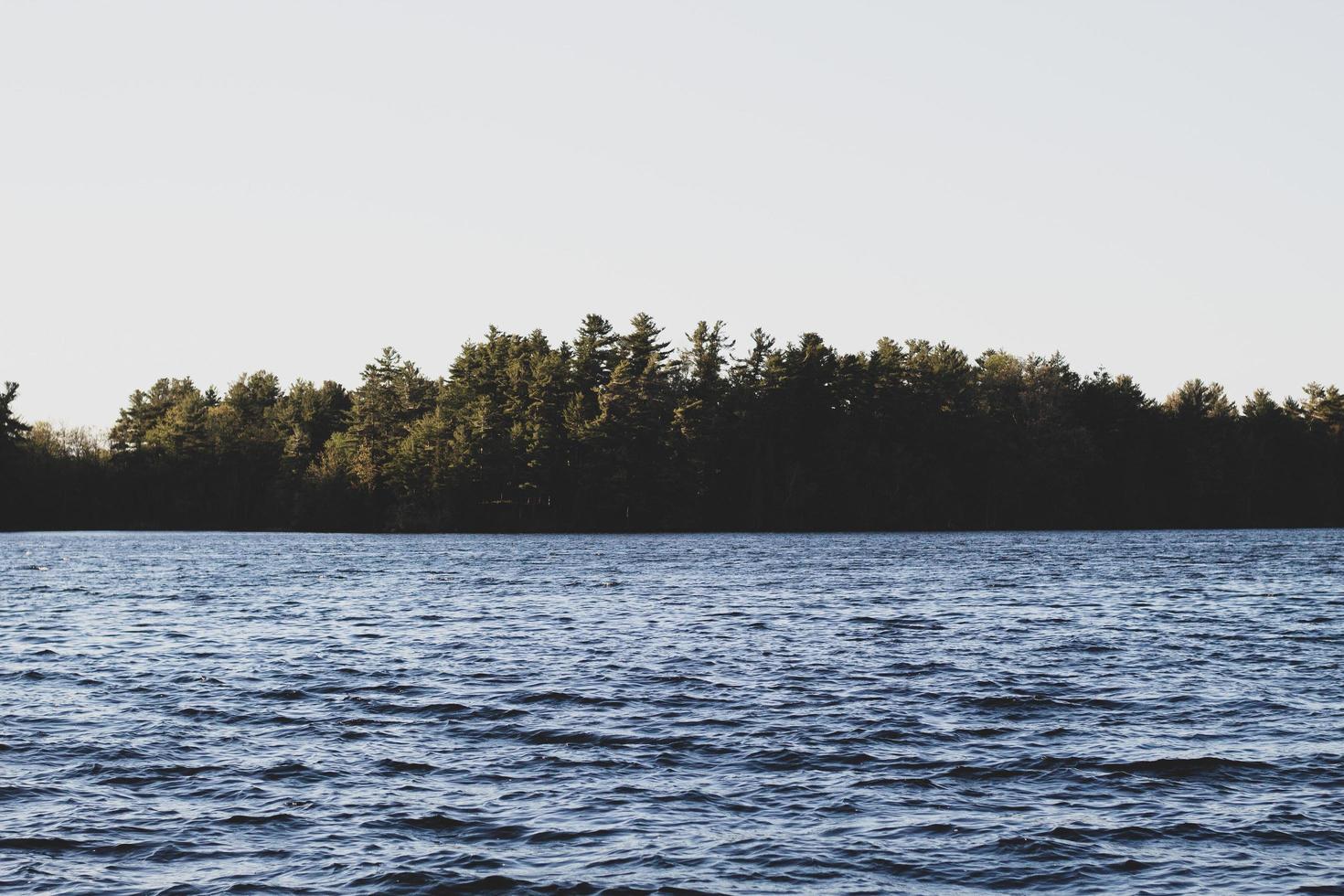 Green trees near a body of water photo
