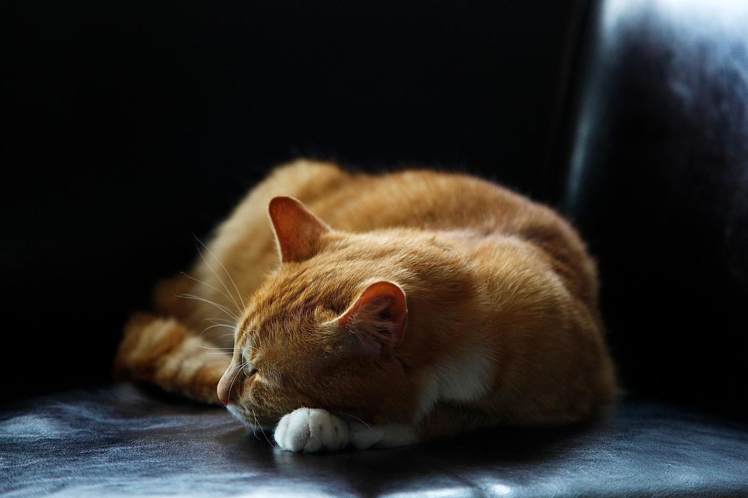 Sleeping orange tabby cat photo