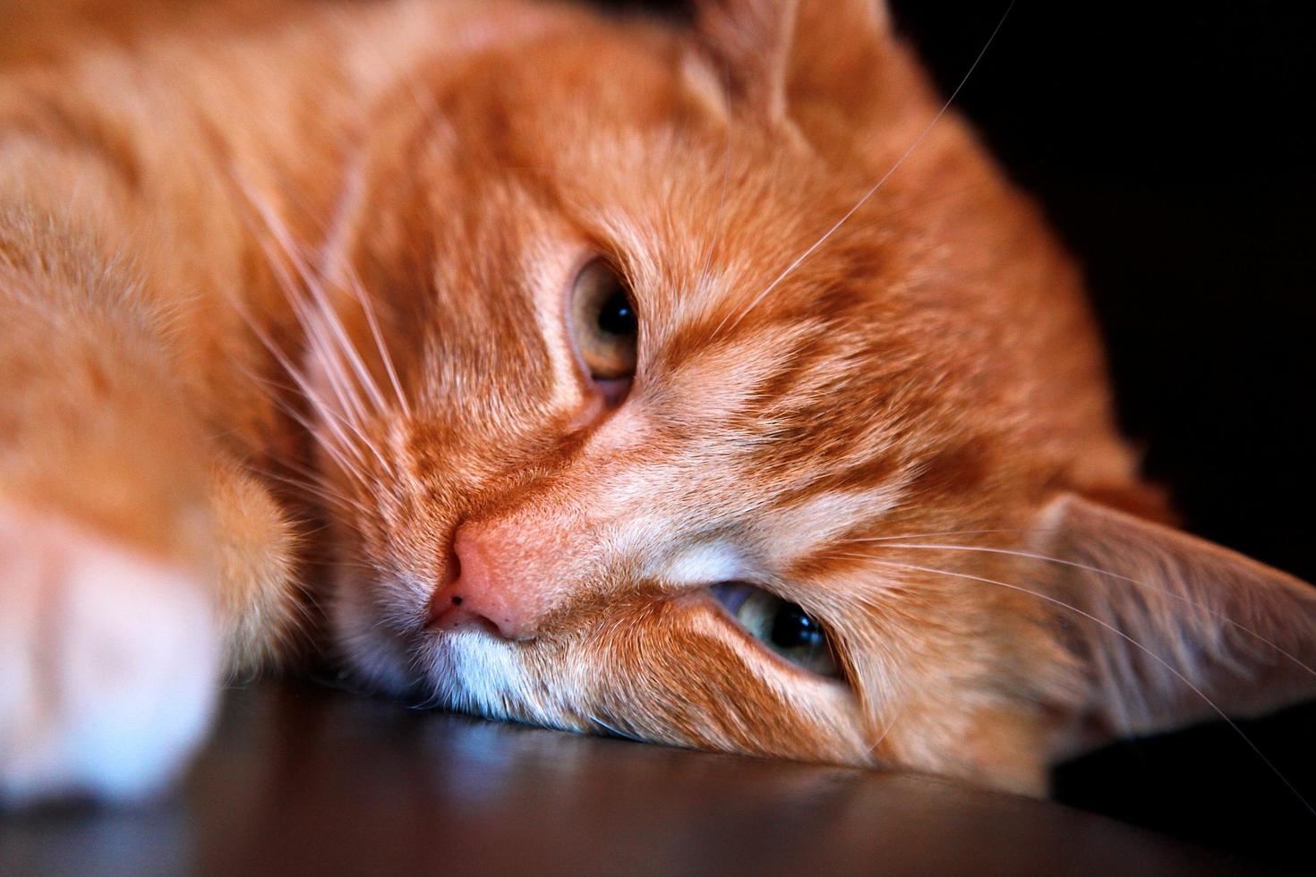 Orange tabby cat's face photo