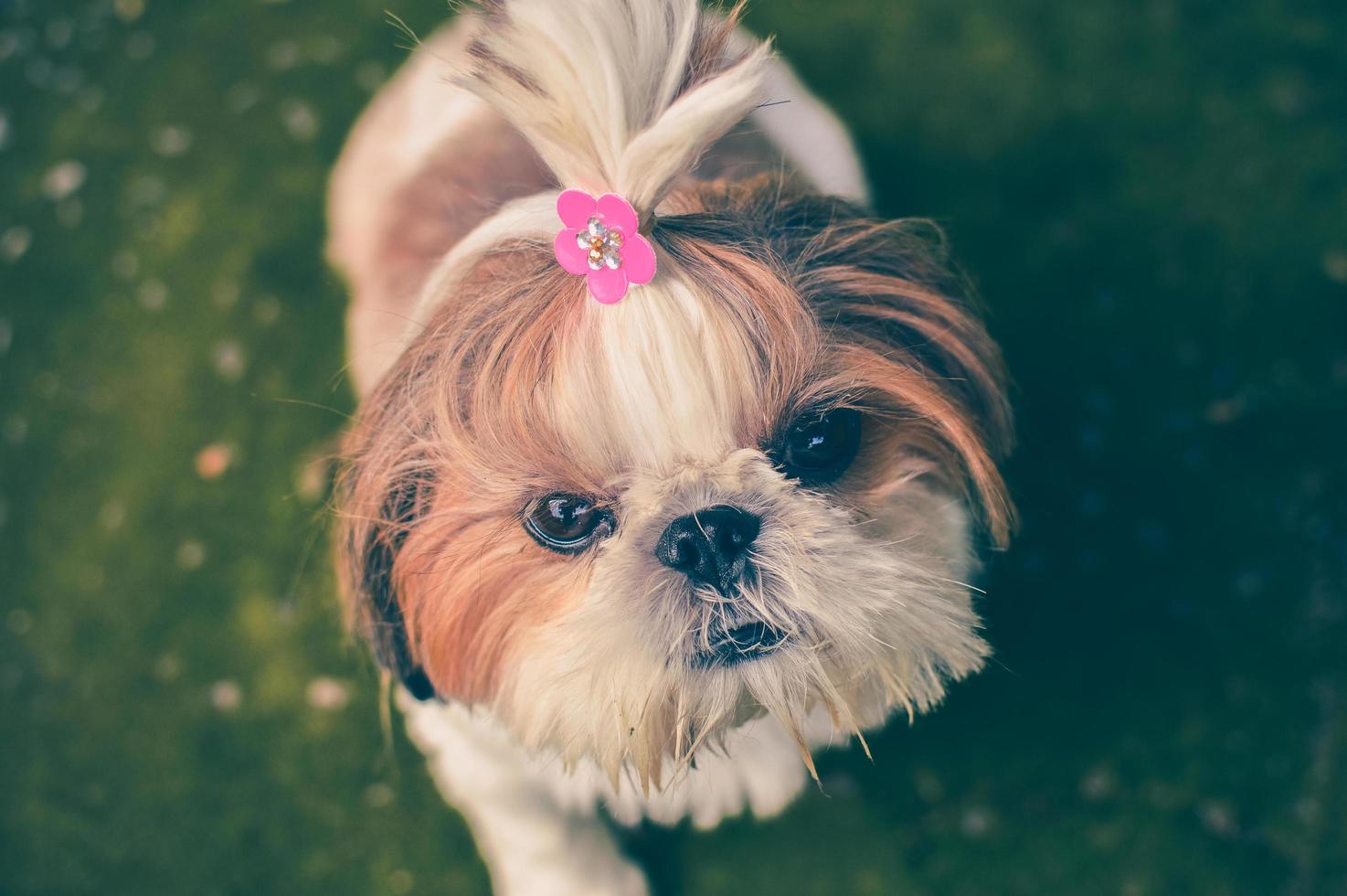 Perro shih-tzu adulto de pie sobre la hierba verde foto