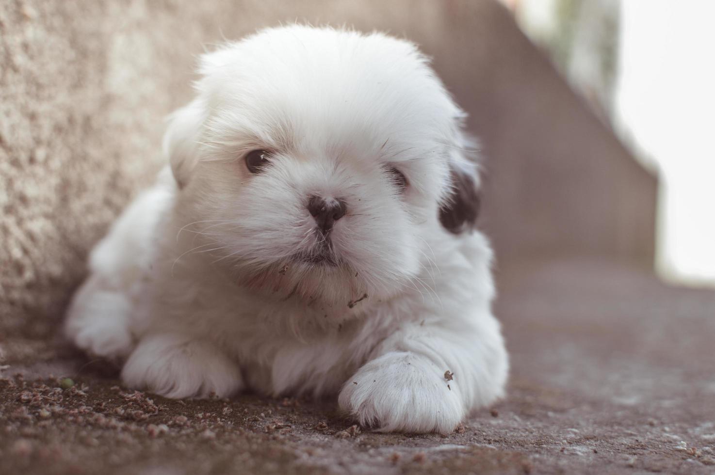 Fotografía en primer plano de cachorro de pelo largo blanco foto