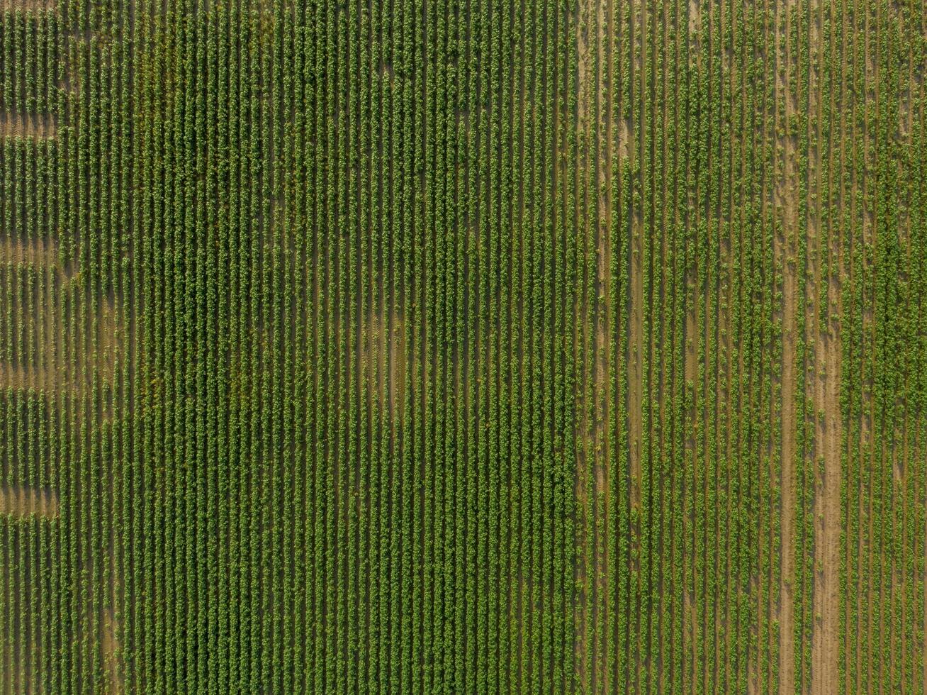 Aerial view of a green field photo