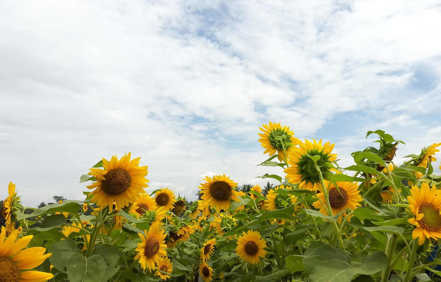 Field of sunflowers photo