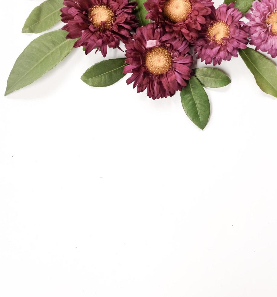 Burgundy flowers on a white background photo