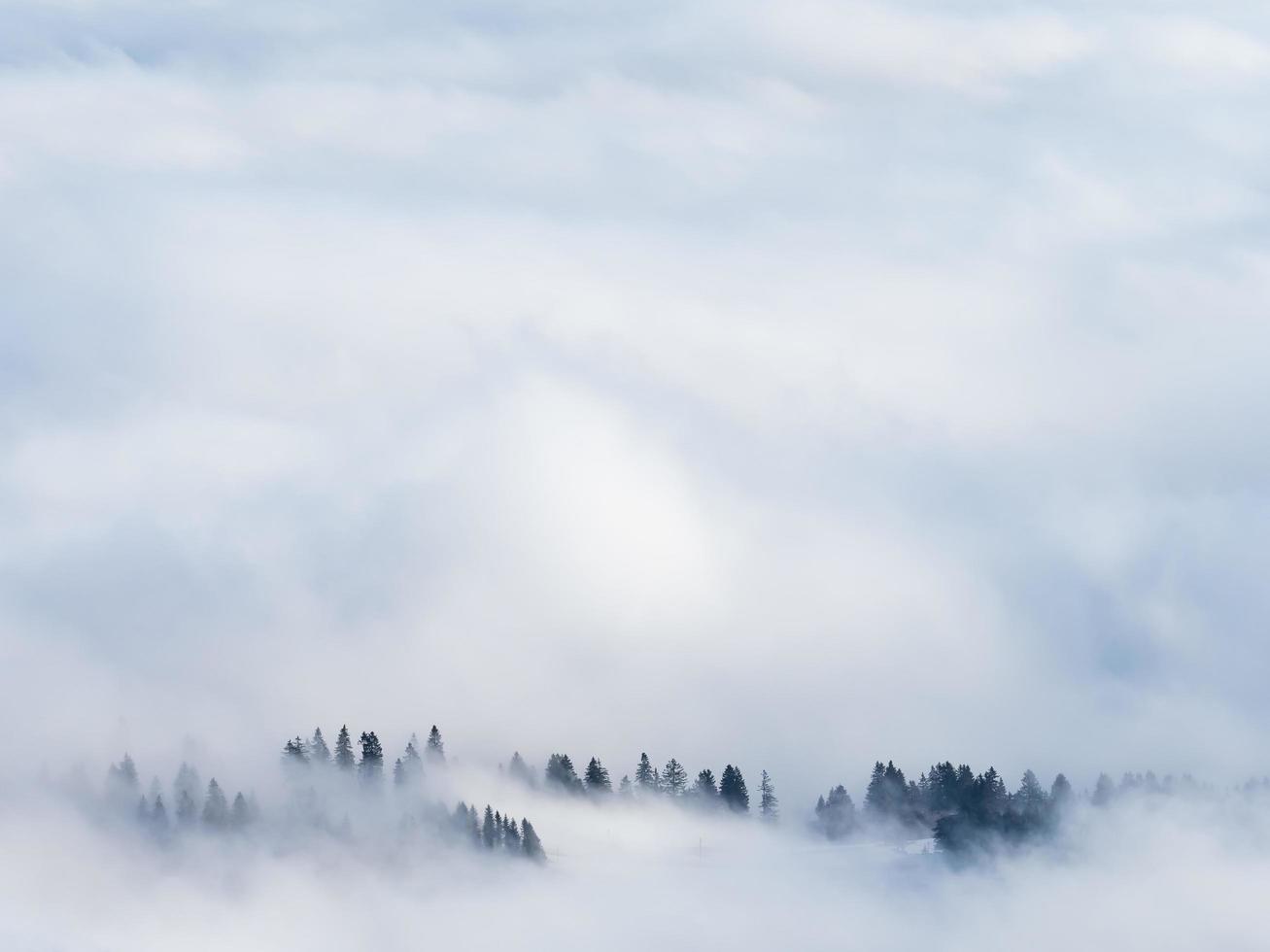 árboles verdes cubiertos de humo durante el día foto