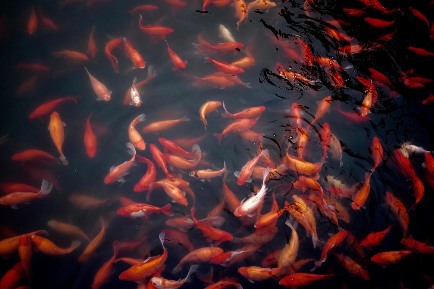 Shoal of koi fish photo