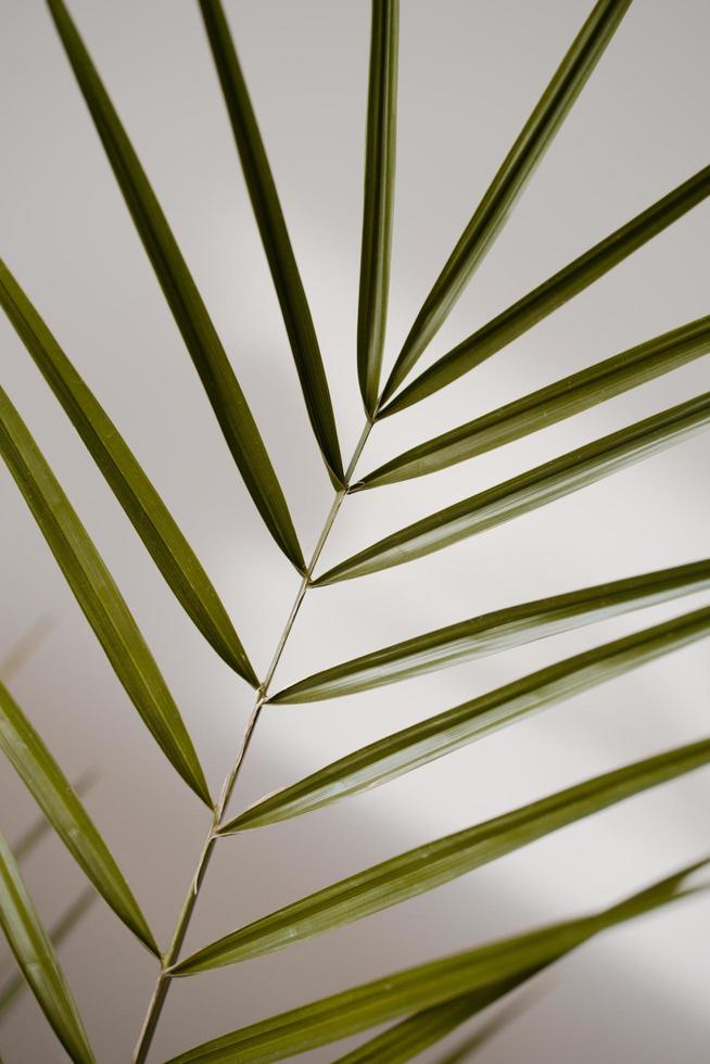 Close-up of a palm leaf photo