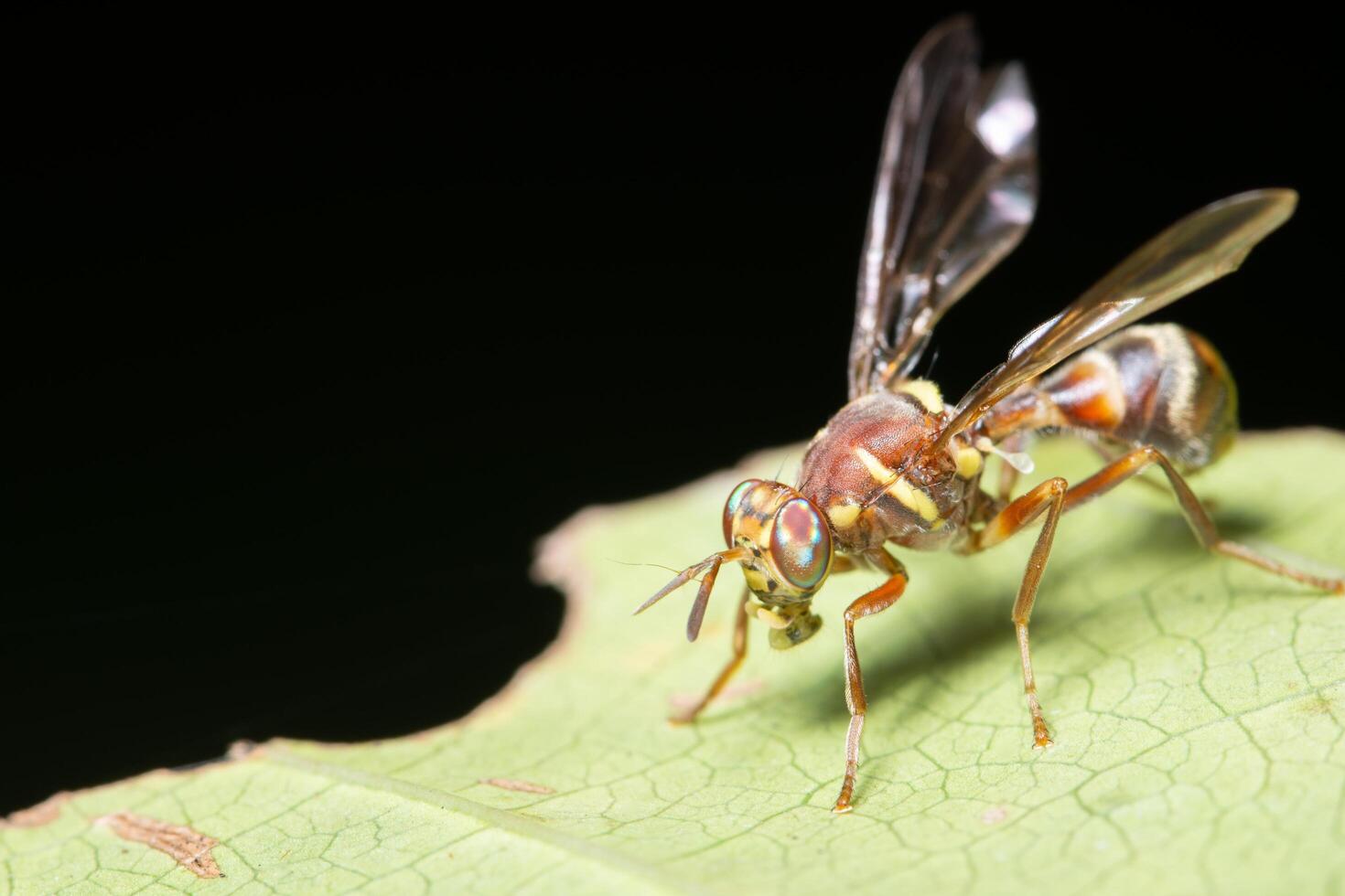 mosca de la fruta en una planta foto