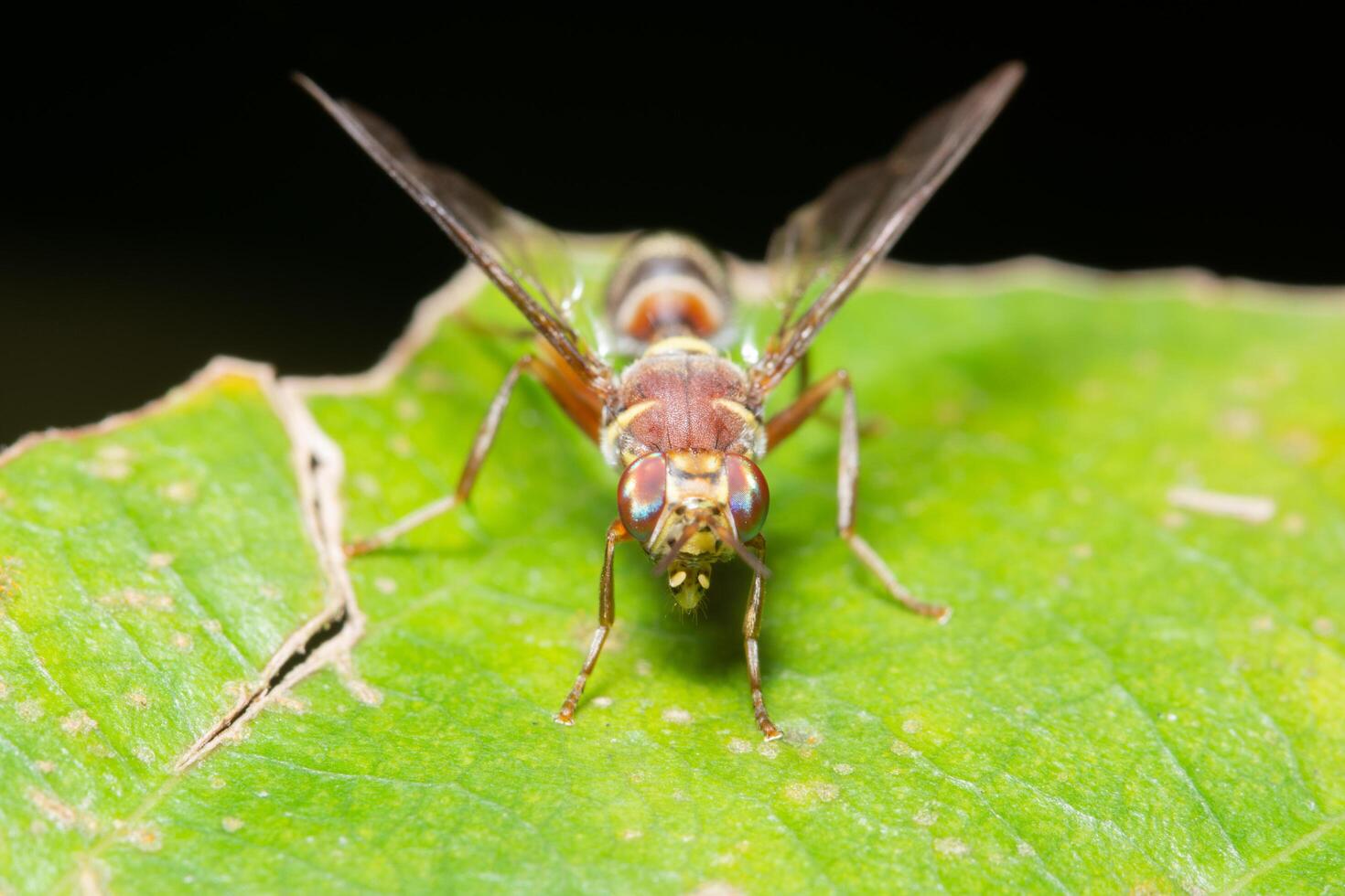 mosca de la fruta en una planta foto