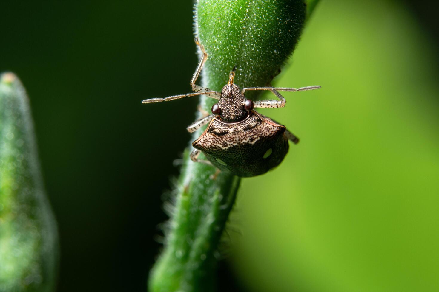 insecto asesino en una planta, primer plano foto