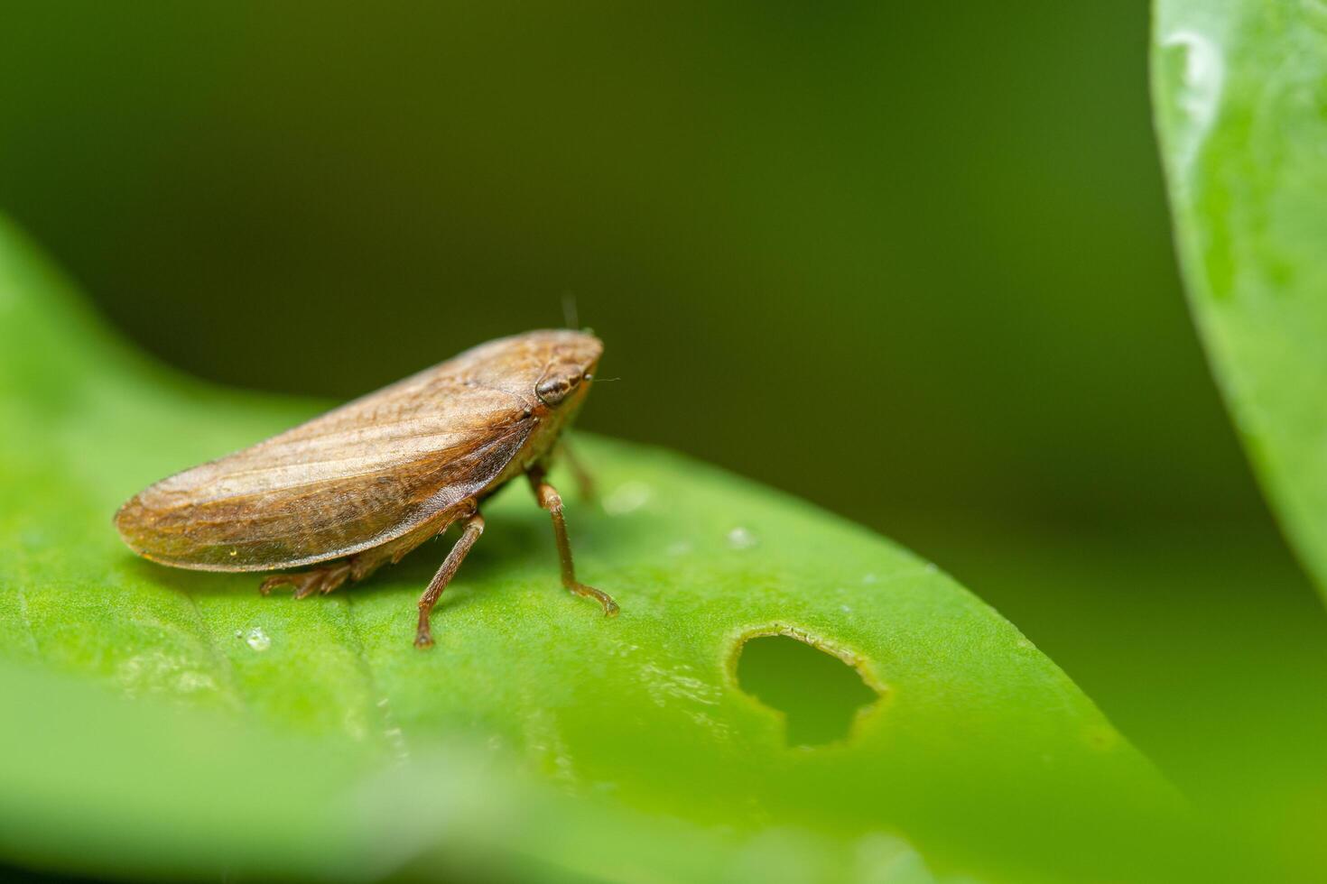 saltamontes en una planta foto