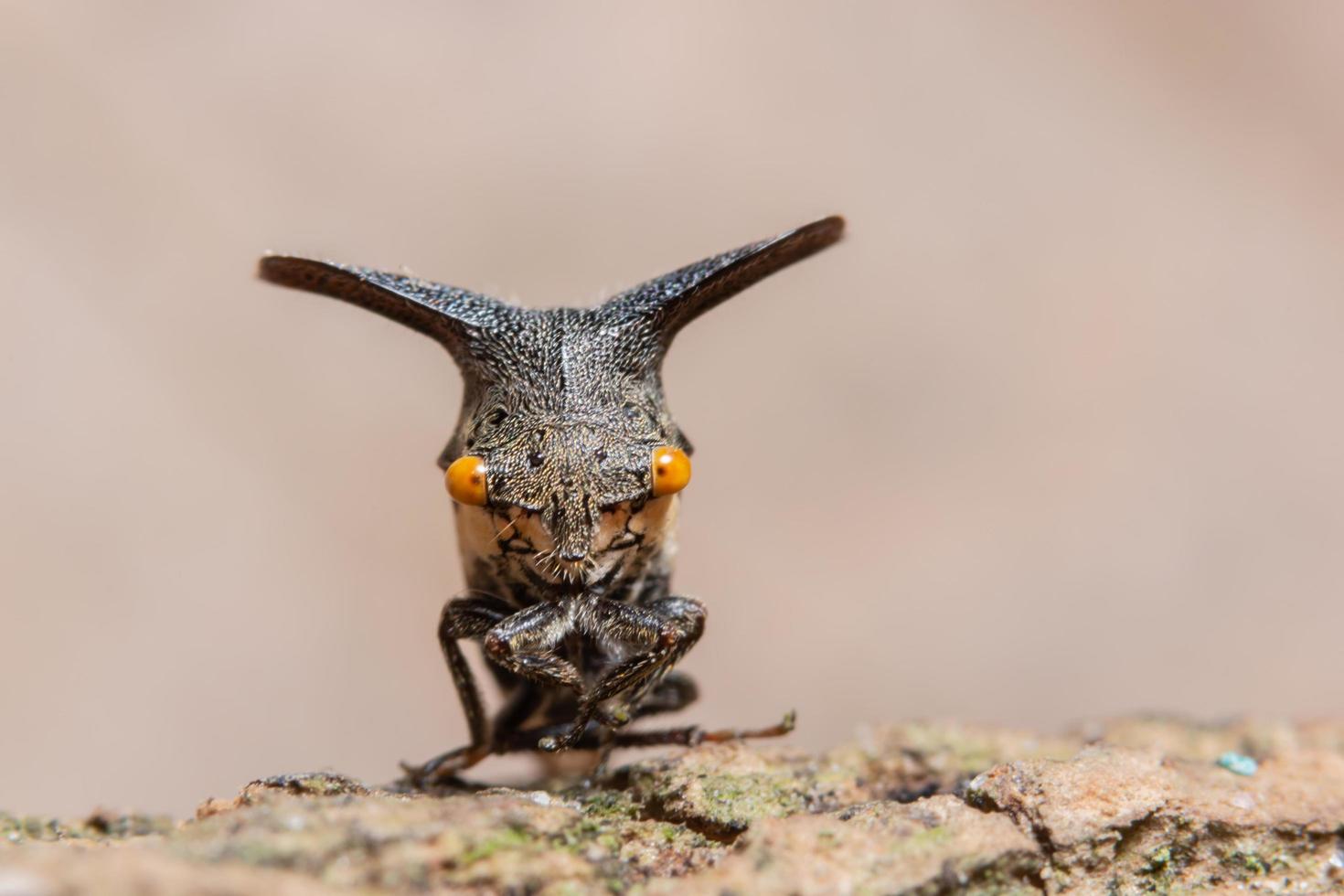 saltamontes en una planta foto