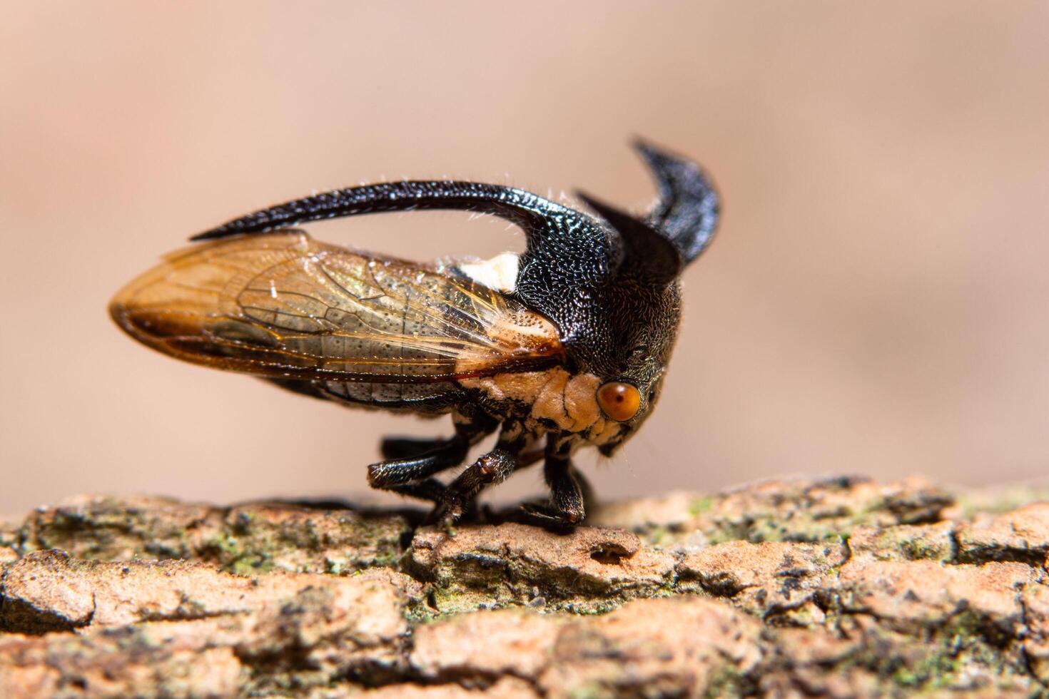 Treehopper on a tree photo