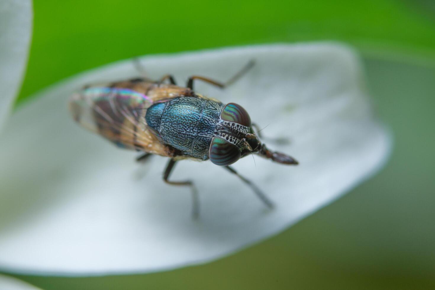 Fruit fly on a plant photo