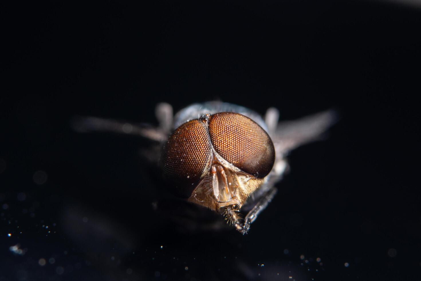 ojos de una mosca, macro foto