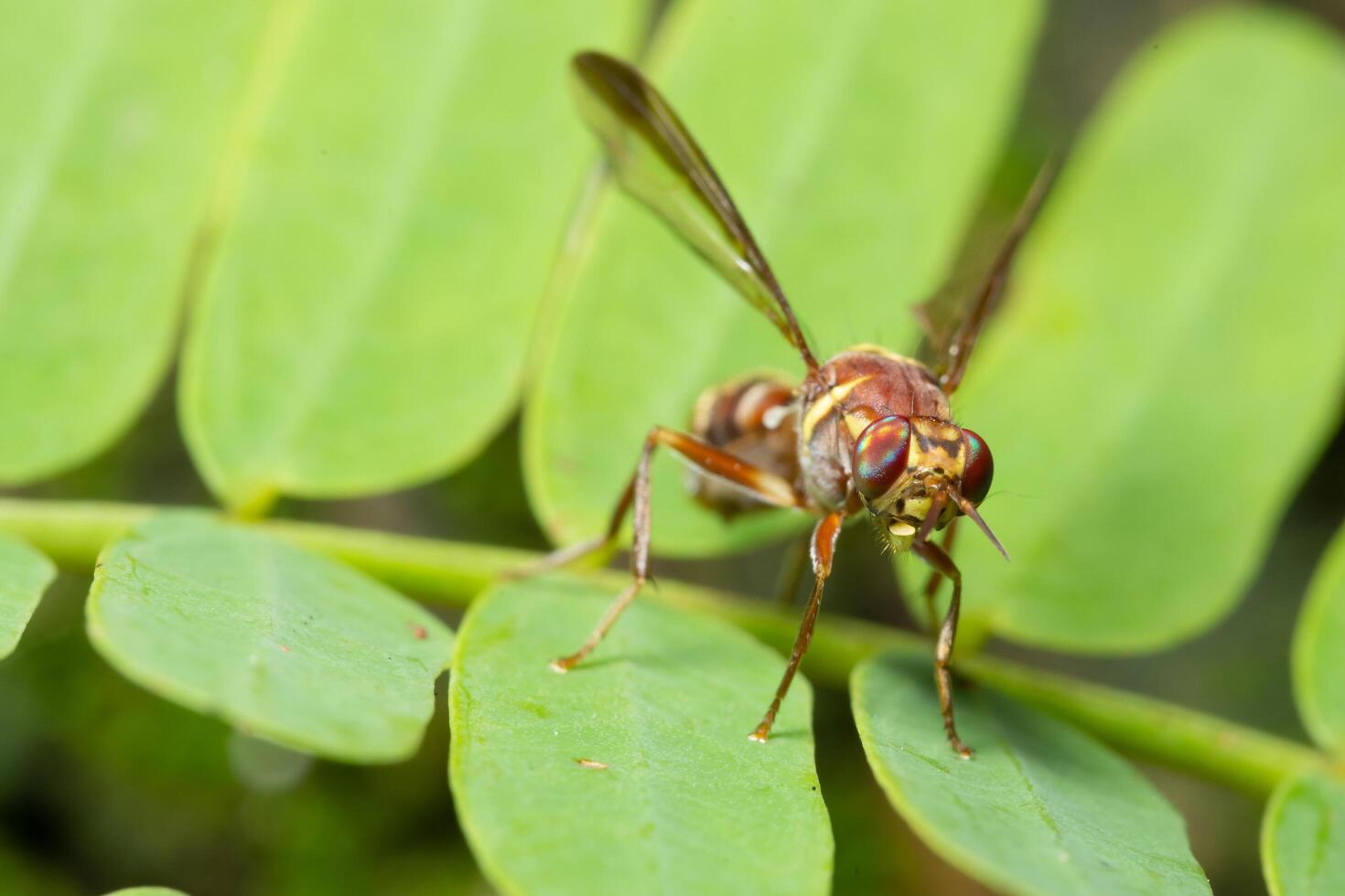 mosca de la fruta en una planta foto