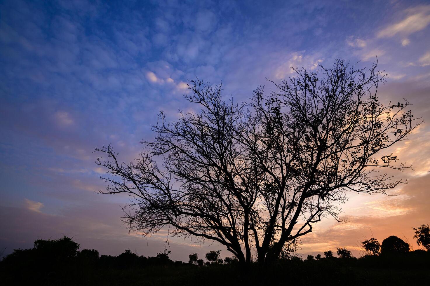Silhouette of a tree at sunset photo