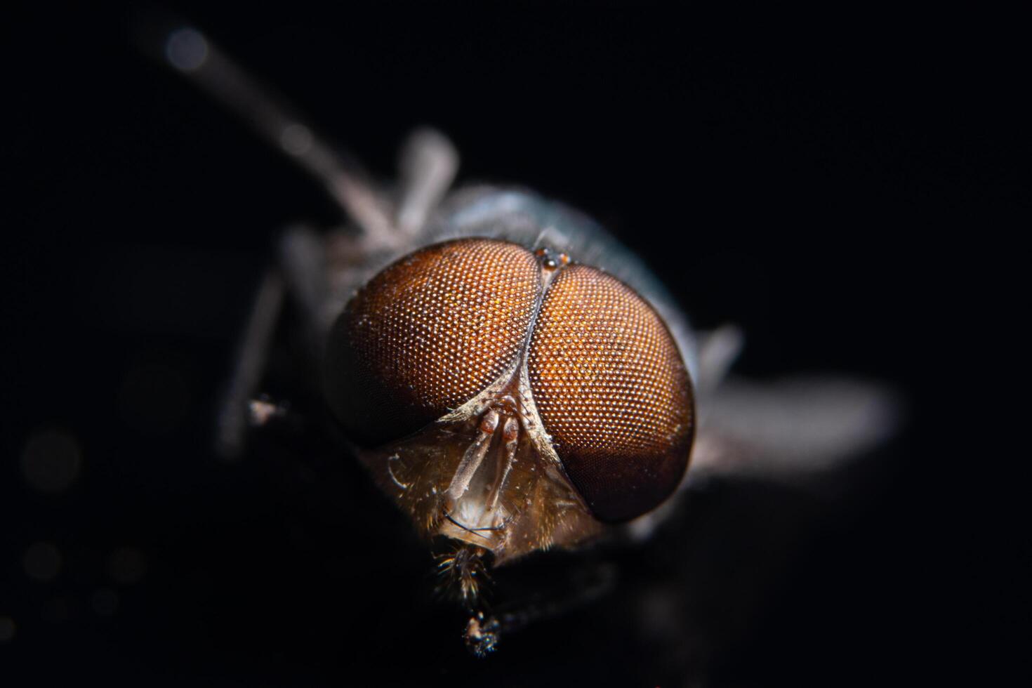 ojos de una mosca, macro foto