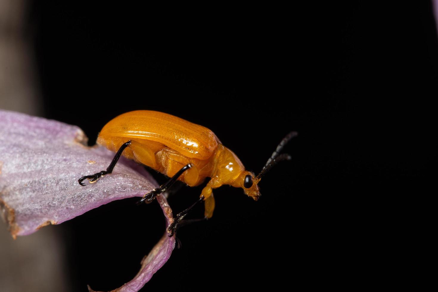 Yellow beetle, macro photo