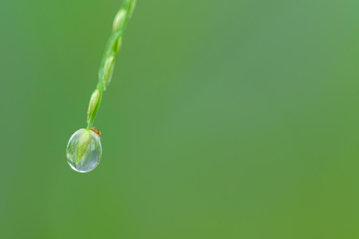 Water droplet on a plant photo