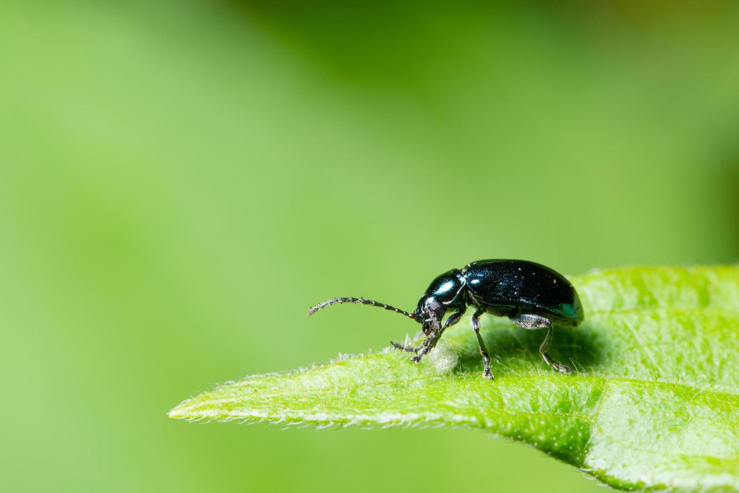 escarabajo en una hoja, macro foto