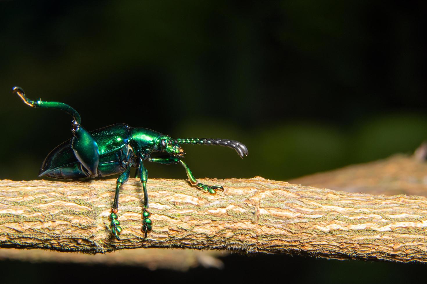 Green beetle, macro photo