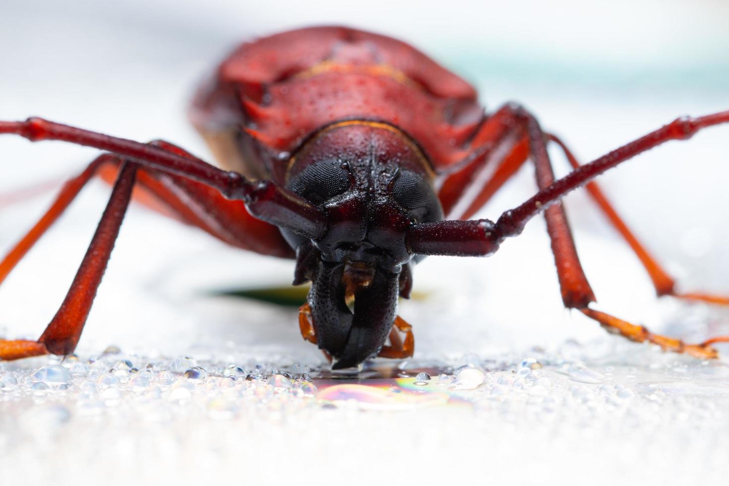 Red beetles, macro photo