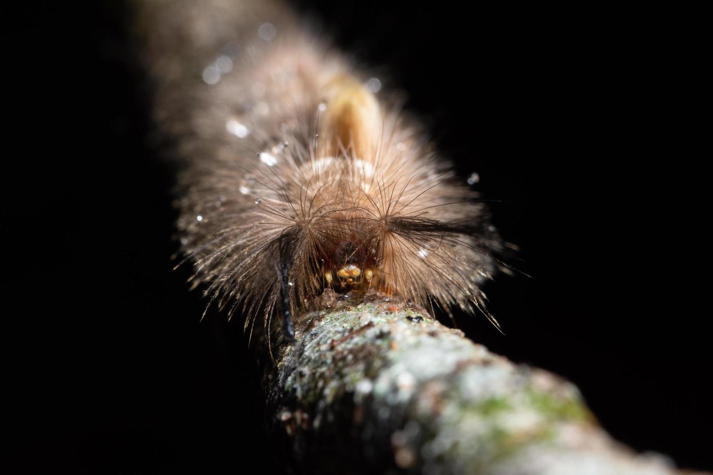 gusano en una hoja, macro foto