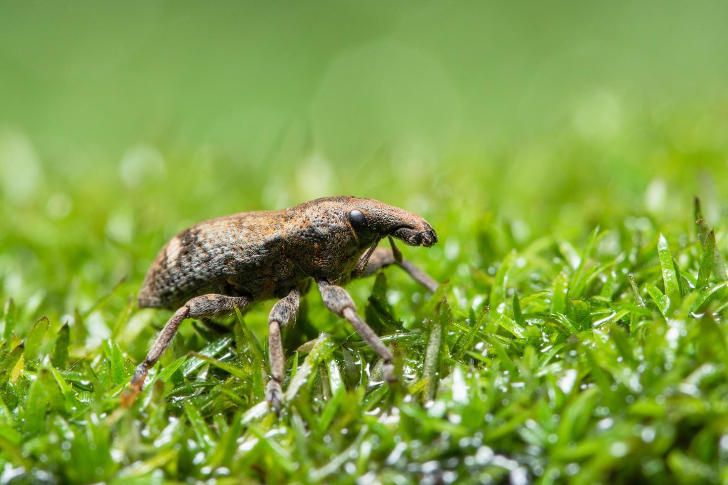 Beetle on the grass, macro photo