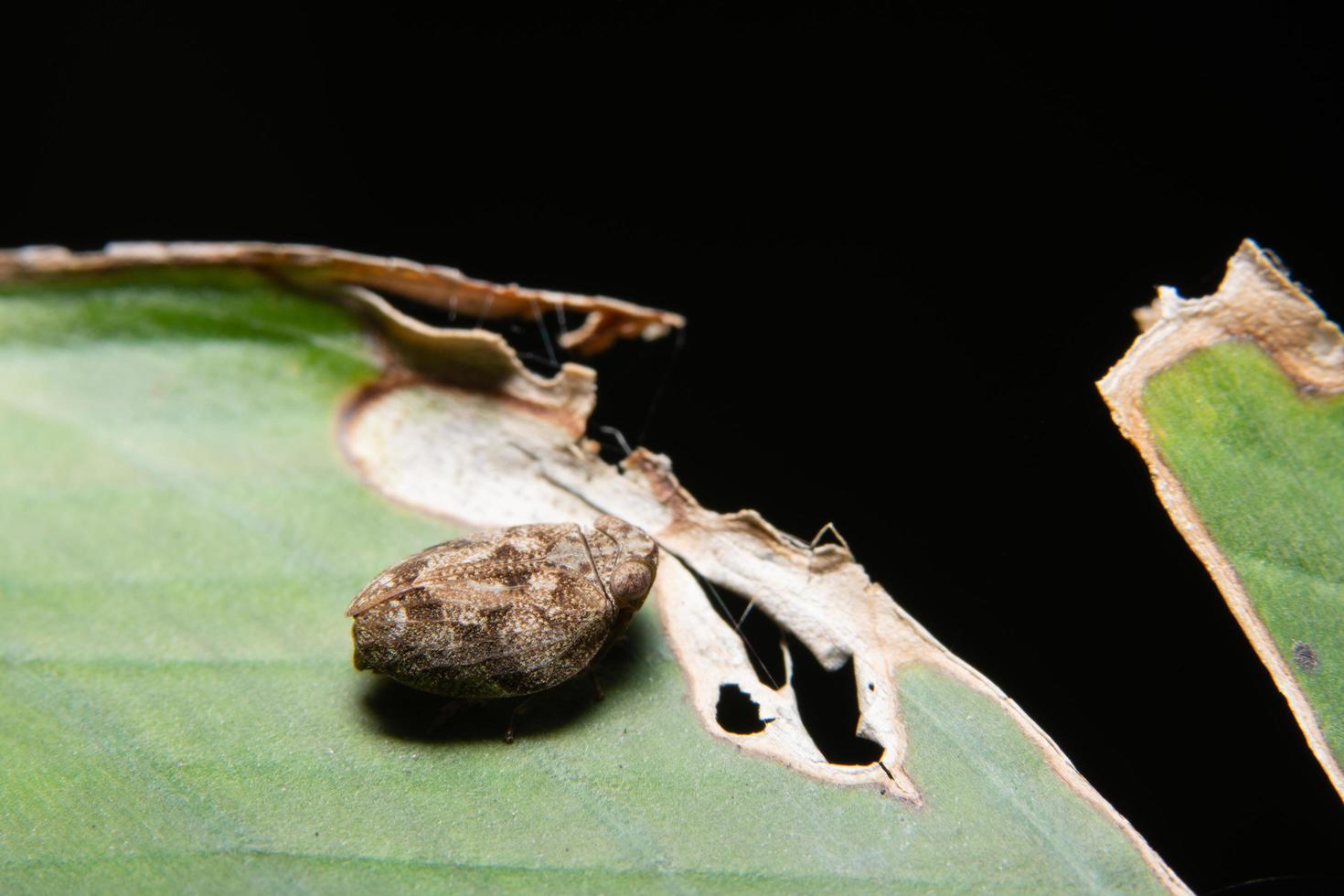 saltamontes en una planta foto