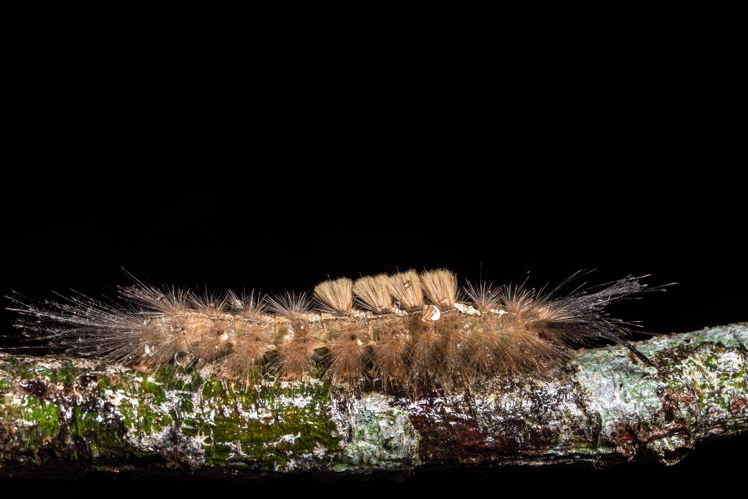 Worm on a tree, macro photo