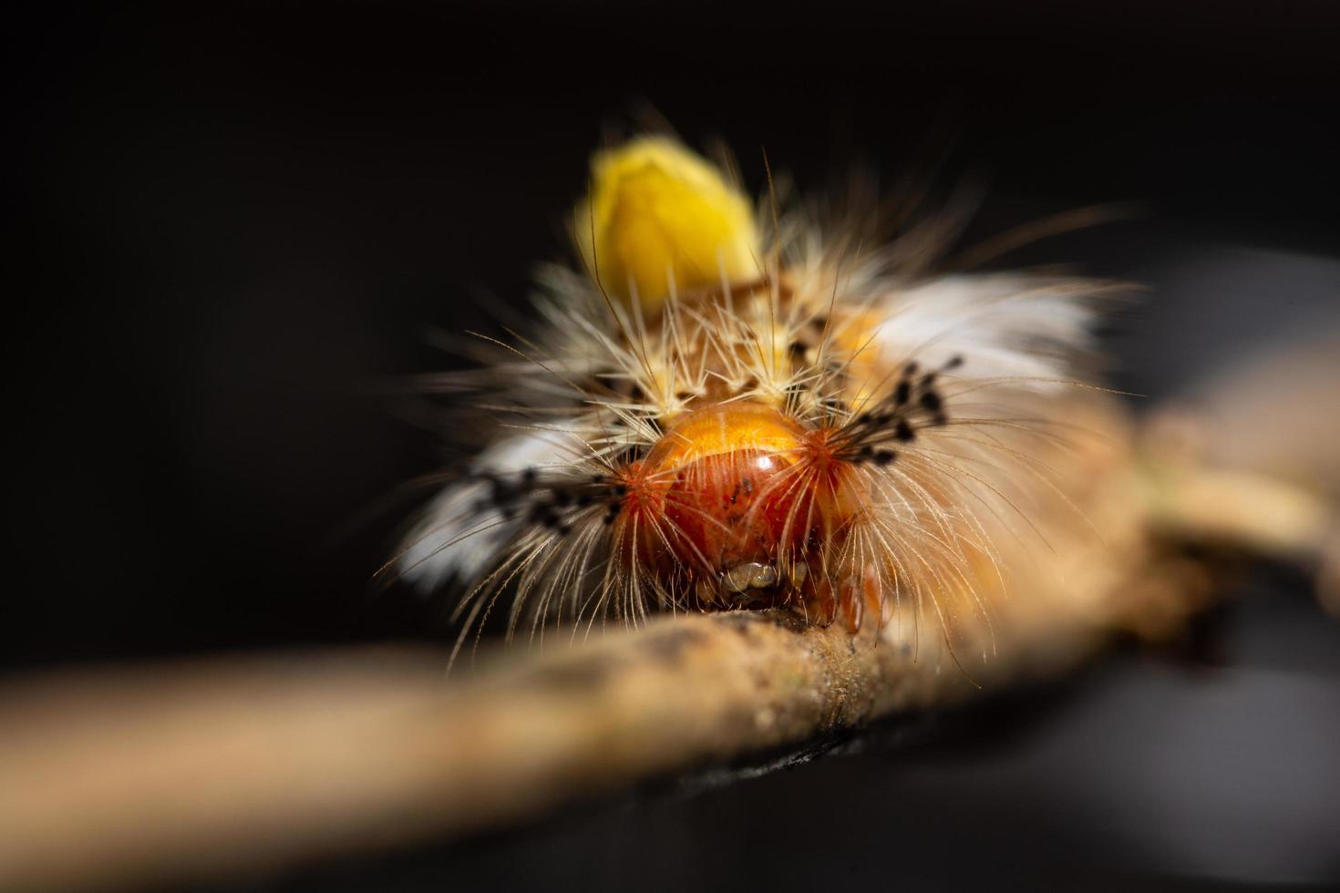 gusano en el árbol, macro foto