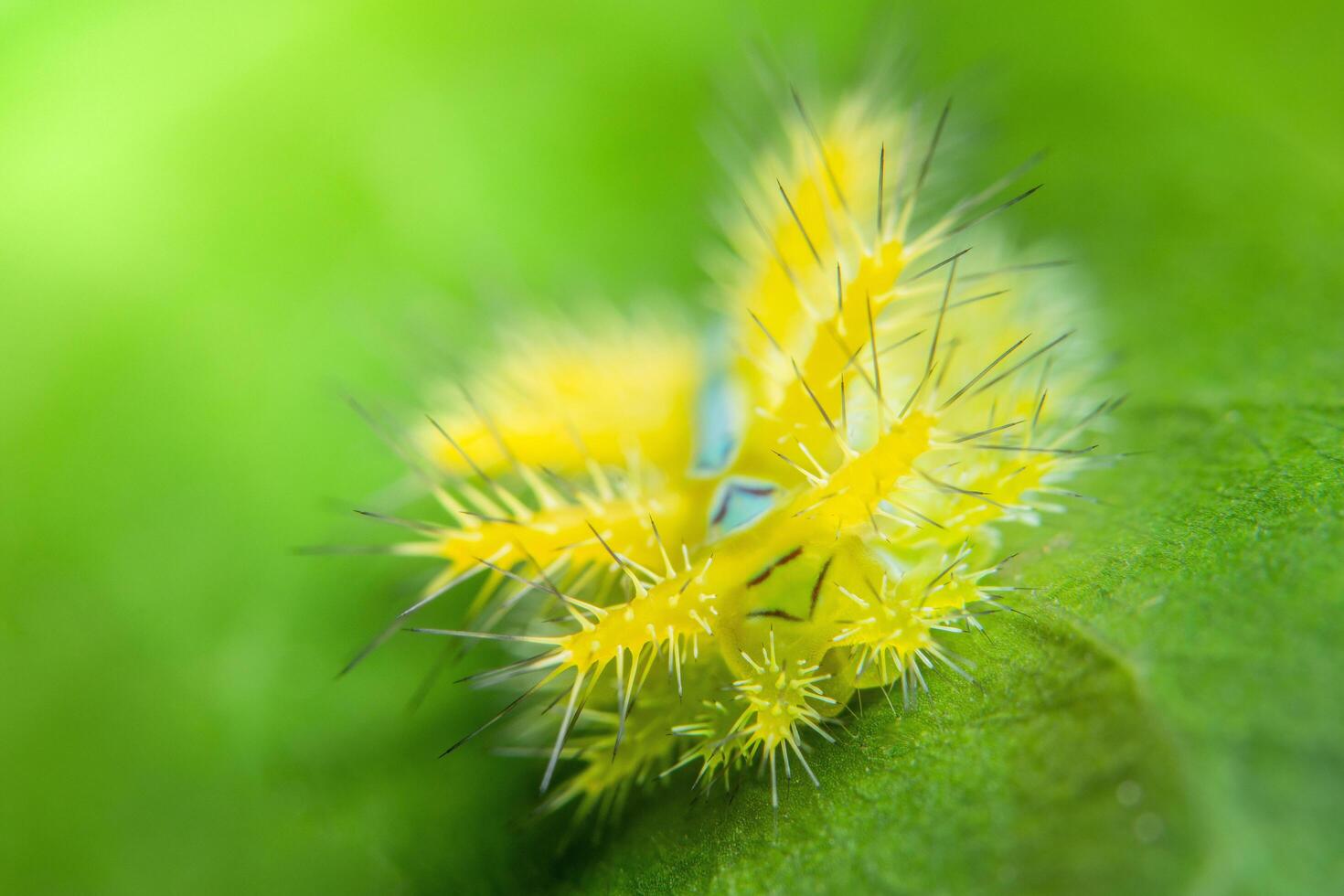 gusano en una hoja, macro foto