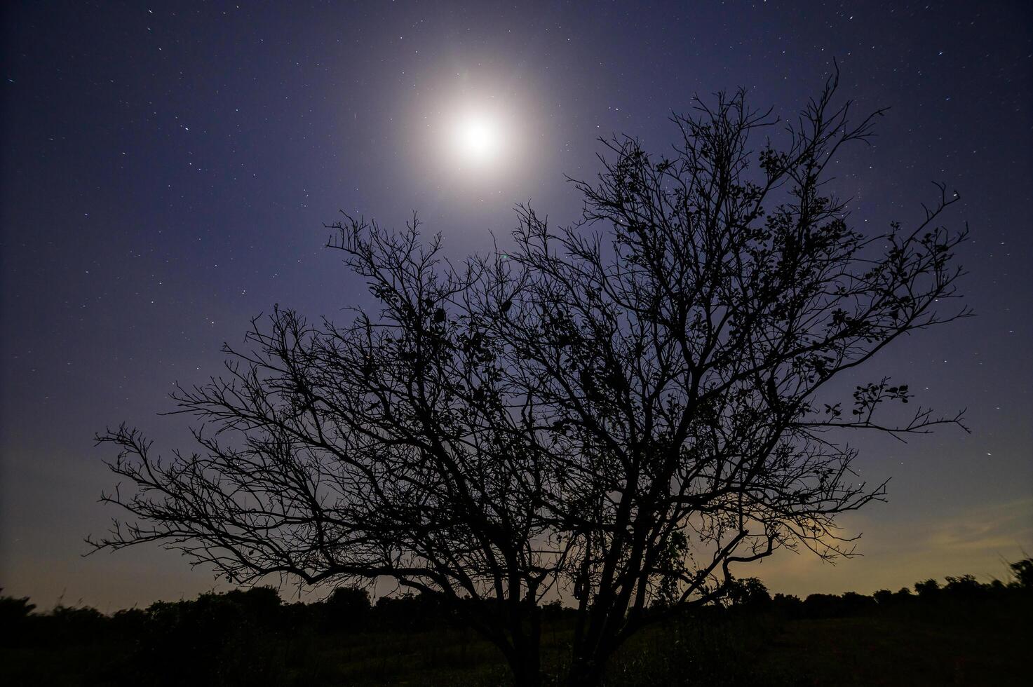 Silhouette of a tree at night photo