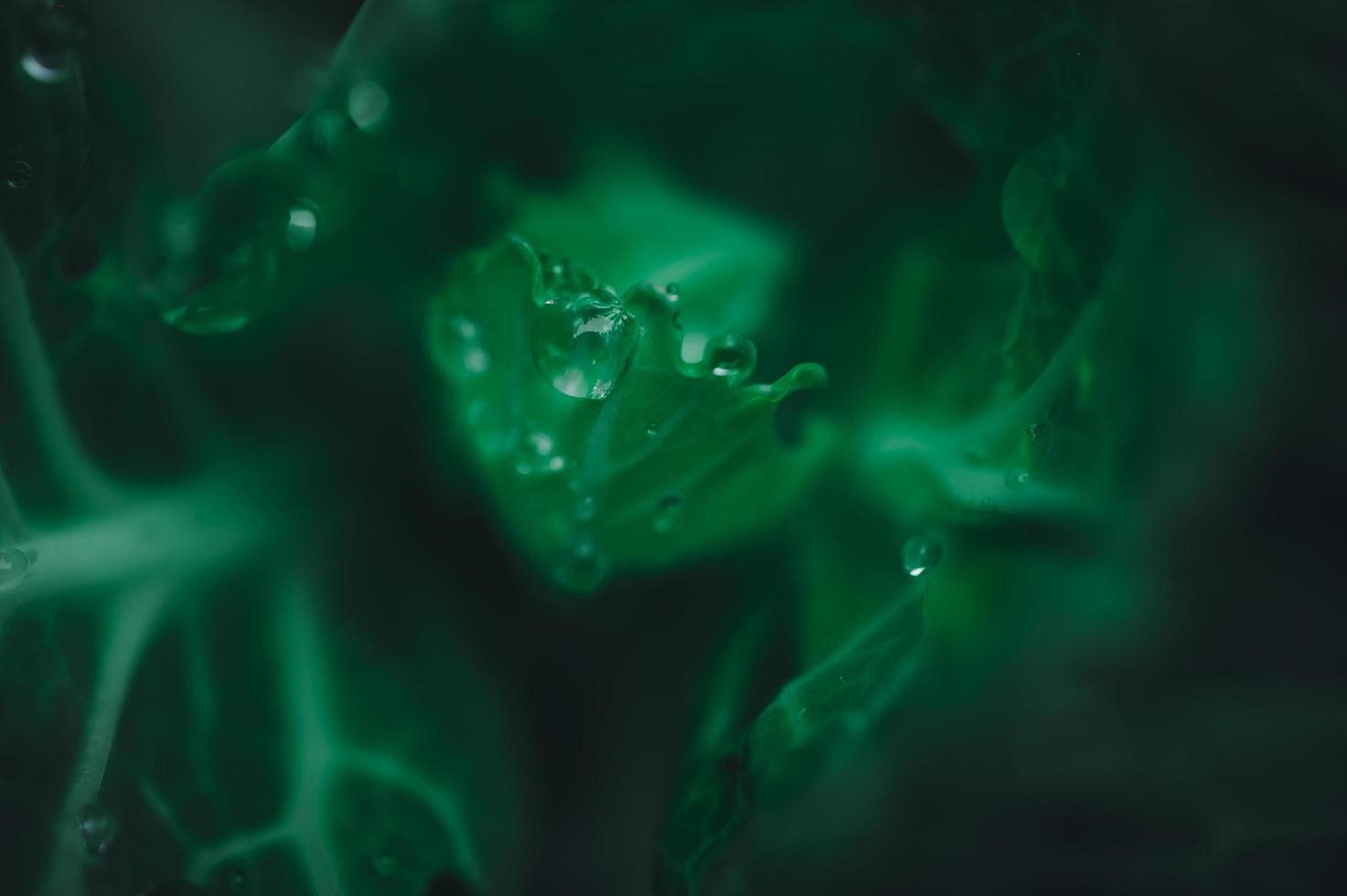 gotas de agua en una planta foto