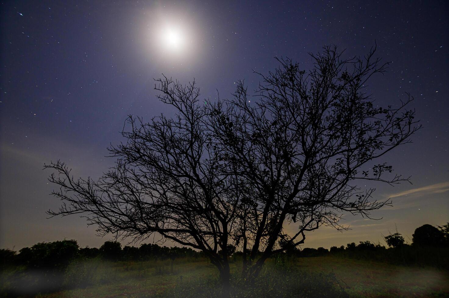 Silhouette of a tree at night photo