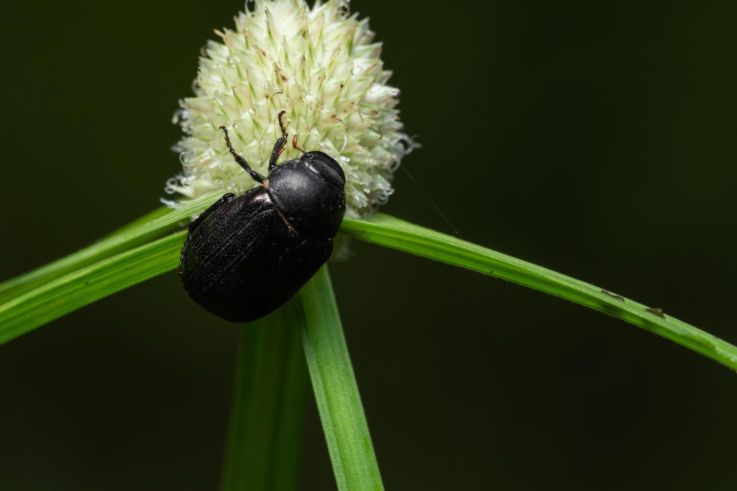 Macro beetle on a flower photo