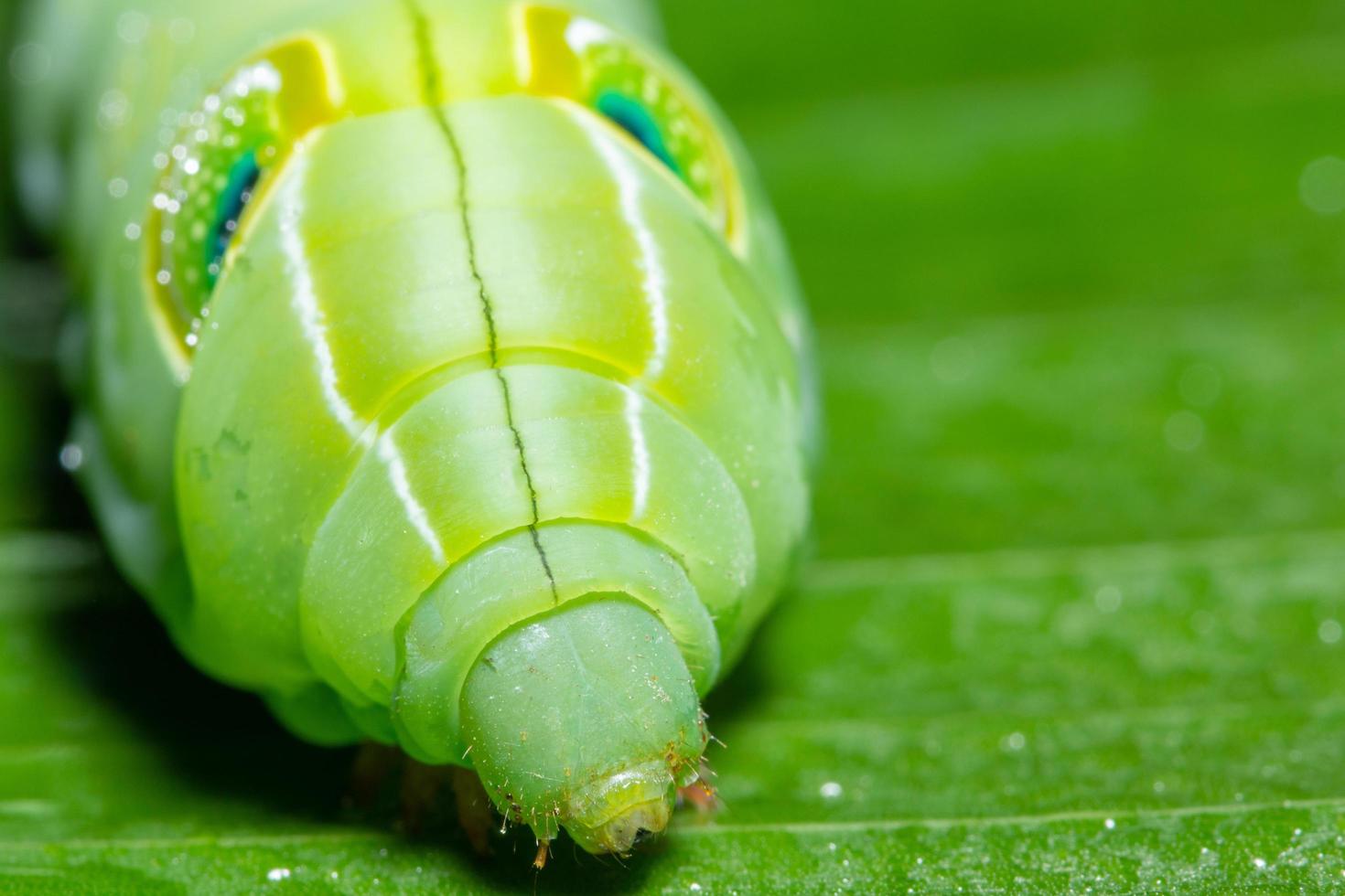 Worm on a leaf, macro photo