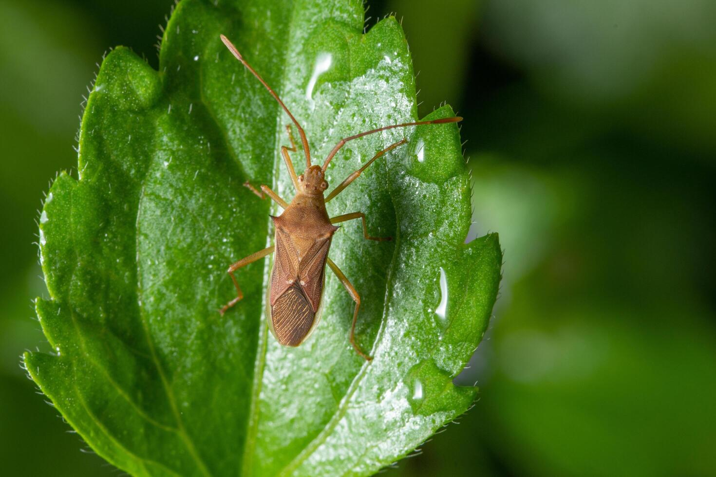 Assassin bug on a plant, close-up photo