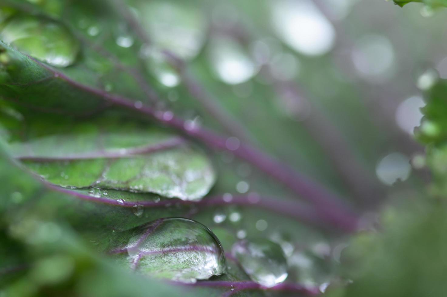 gotas de agua en una planta foto