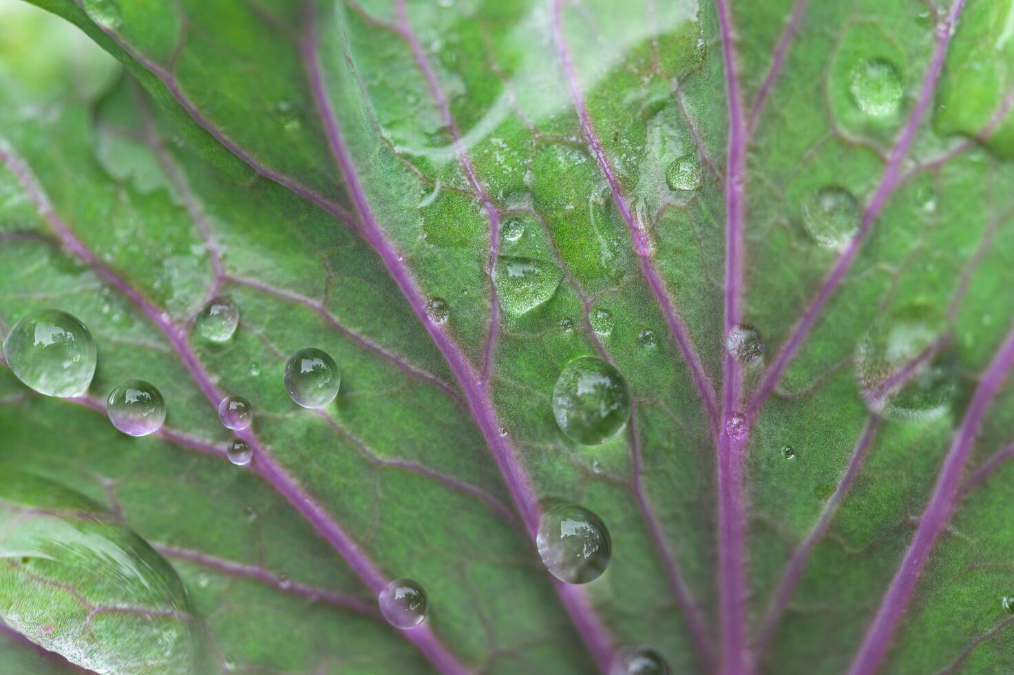 gota de agua en una planta foto