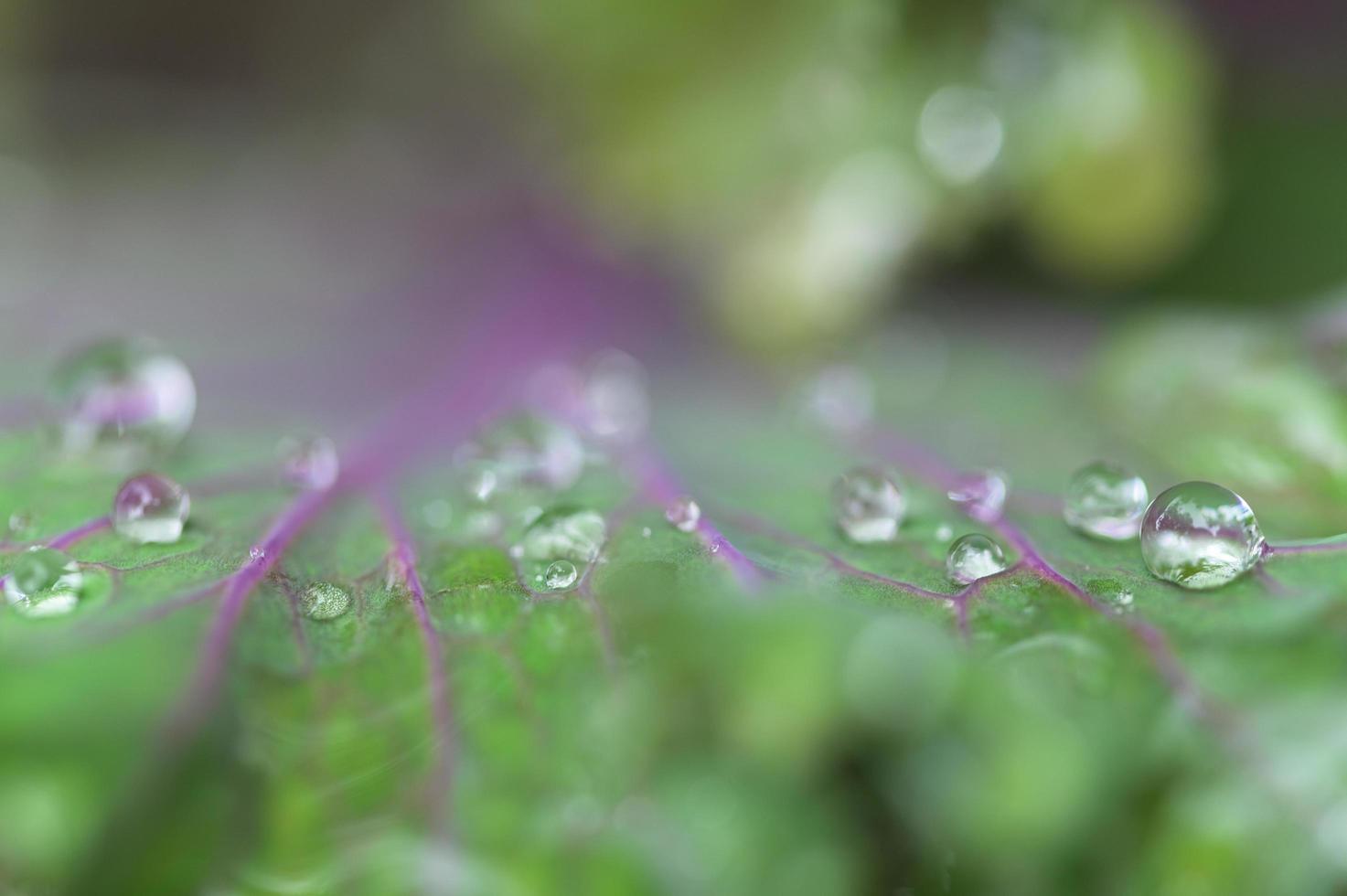 Water droplets on a leaf photo