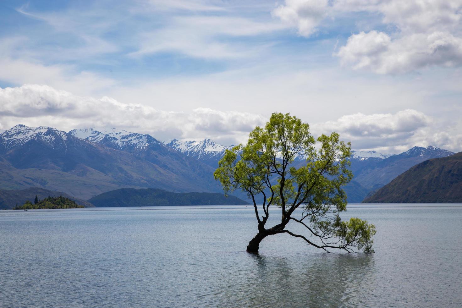 árbol en un cuerpo de agua foto