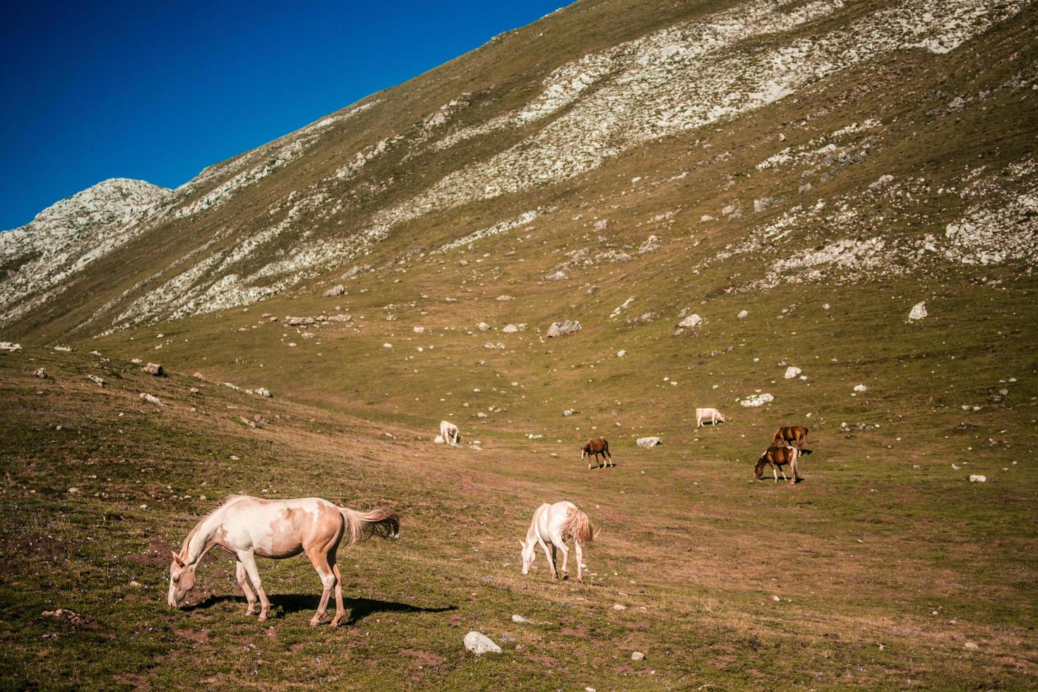 Manada de caballos blancos y marrones en el campo de hierba verde durante el día foto