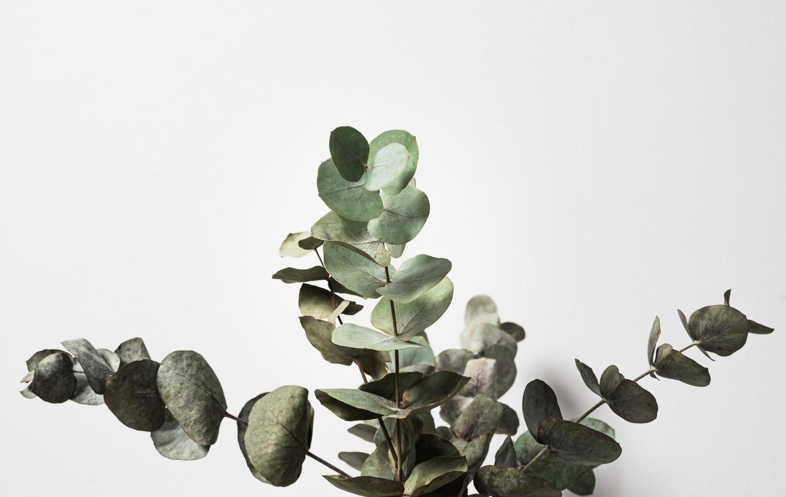Eucalyptus plant indoors photo