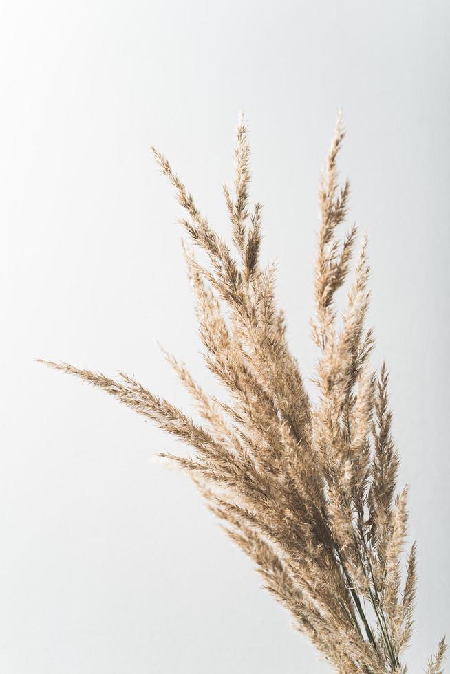 Tall brown grass indoor decoration photo