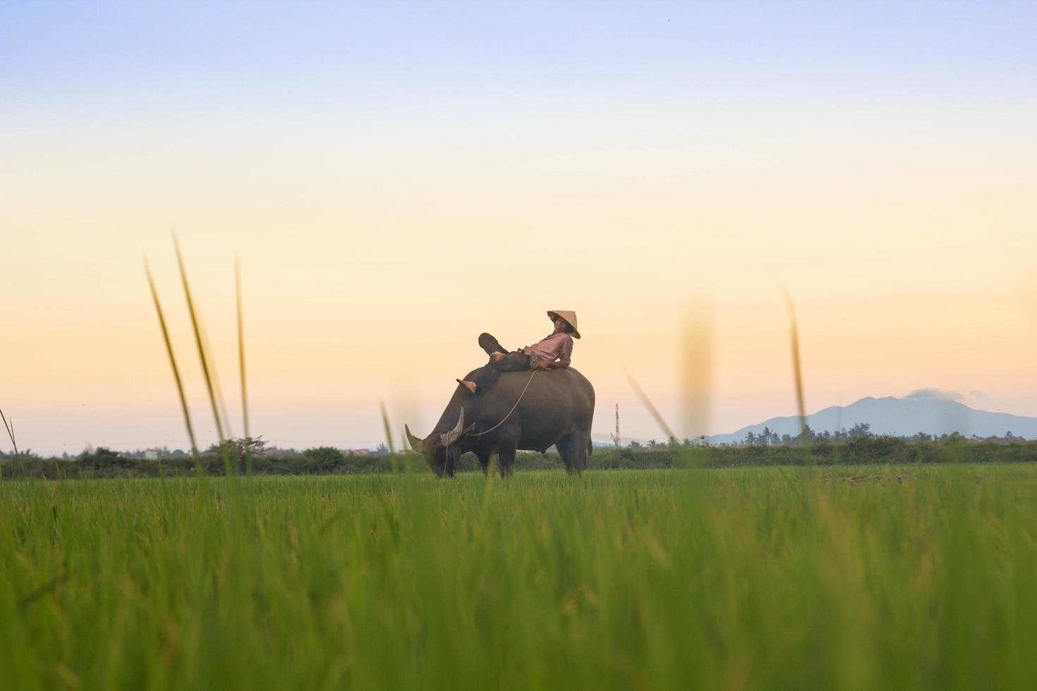 Person riding black buffalo on green fields photo