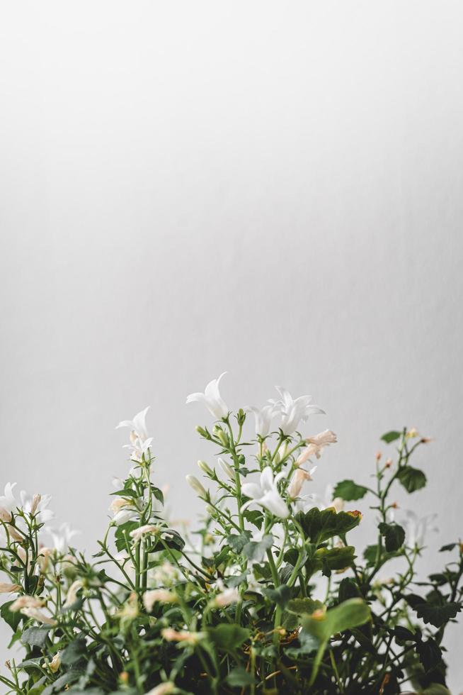 planta de casa de flores blancas foto