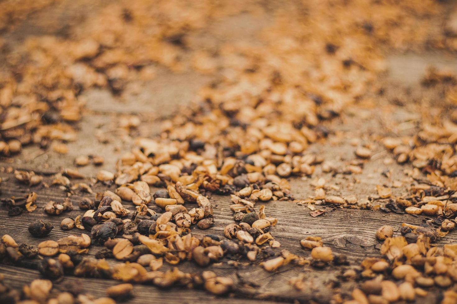 Close-up of dried coffee beans photo